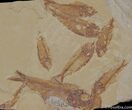 Excellent Fossil Fish Multiple - Gosiutichthys parvus #176-1